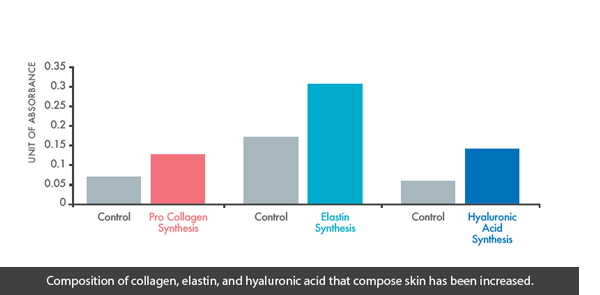 Composition of collagen, elastin, and hyaluronic acid that compose skin has been increased.